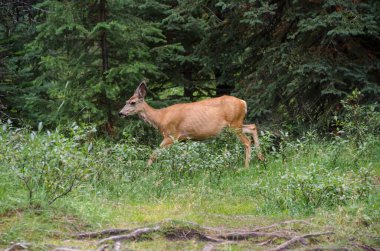 Banff Ulusal Parkı, Alberta, Kanada 'da Jasper' da Maligne Gölü 'nün çevresindeki ormanda geyik.