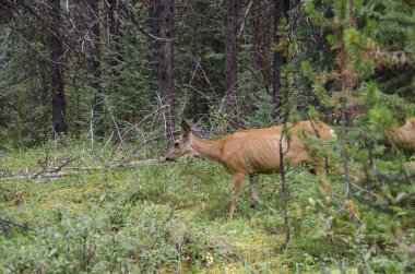 Banff Ulusal Parkı, Alberta, Kanada 'da Jasper' da Maligne Gölü 'nün çevresindeki ormanda geyik.
