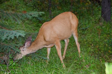 Banff Ulusal Parkı, Alberta, Kanada 'da Jasper' da Maligne Gölü 'nün çevresindeki ormanda geyik.