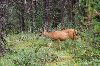 Banff Ulusal Parkı, Alberta, Kanada 'da Jasper' da Maligne Gölü 'nün çevresindeki ormanda geyik.