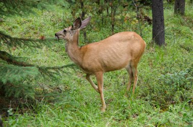 Banff Ulusal Parkı, Alberta, Kanada 'da Jasper' da Maligne Gölü 'nün çevresindeki ormanda geyik.