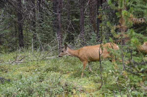 Banff Ulusal Parkı, Alberta, Kanada 'da Jasper' da Maligne Gölü 'nün çevresindeki ormanda geyik.