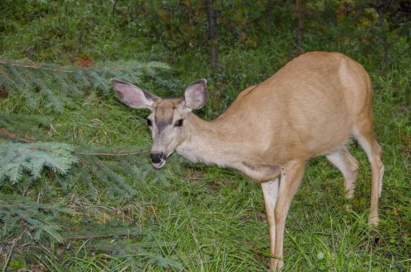 Cerfs Dans Forêt Autour Lac Maligne Jasper Dans Parc National — Photo