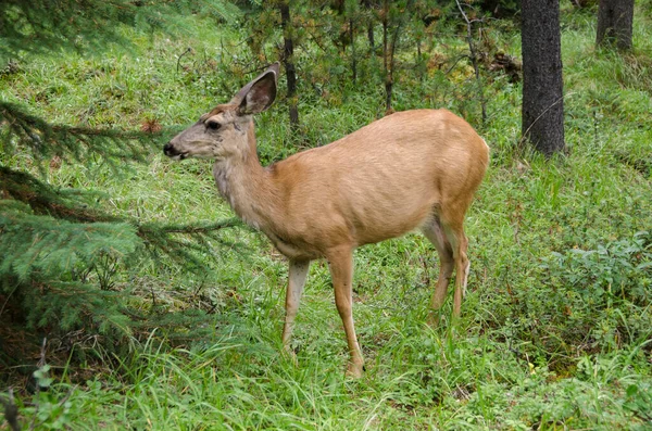 Banff Ulusal Parkı, Alberta, Kanada 'da Jasper' da Maligne Gölü 'nün çevresindeki ormanda geyik.