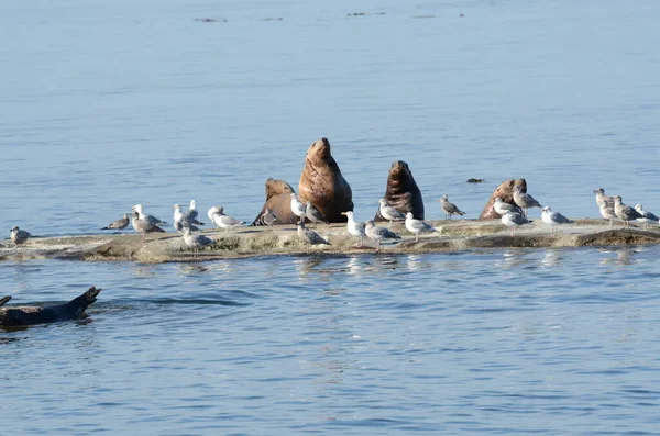 Lobos Marinos Mar Frente Costa Isla Vancouver Canadá — Foto de Stock