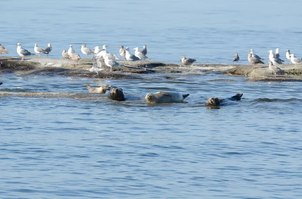 Leoni Marini Sul Mare Largo Della Costa Dell Isola Vancouver — Foto Stock