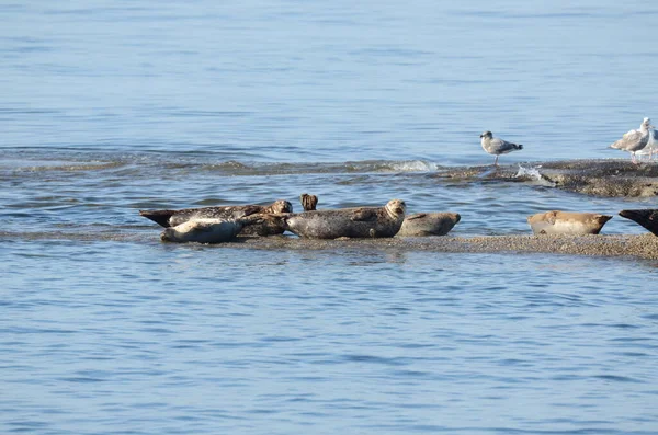 Seelöwen Auf Dem Meer Vor Der Küste Der Insel Vancouver — Stockfoto