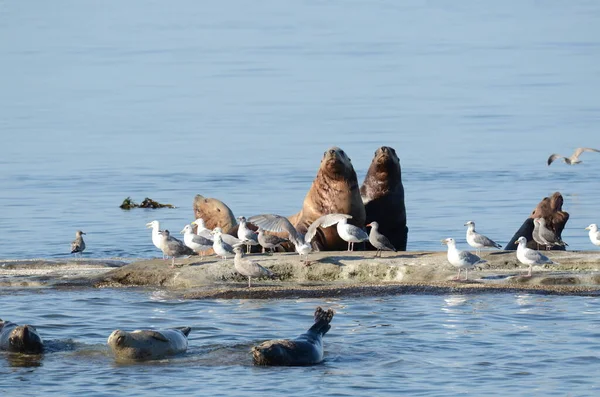 Sea Lions Sea Coast Vancouver Island Canada — Stock Photo, Image