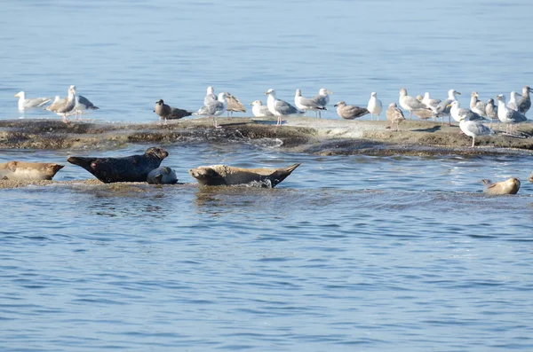 Sjölejon Havet Utanför Kusten Vancouver Island Kanada — Stockfoto