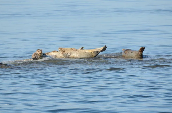 Leões Marinhos Mar Largo Costa Ilha Vancouver Canadá — Fotografia de Stock
