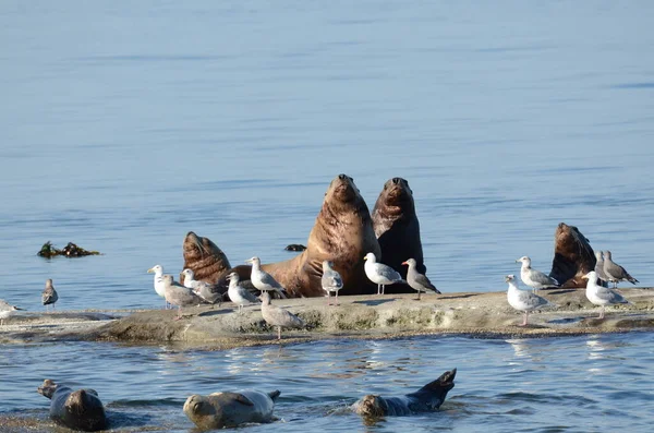 Sea Lions Sea Coast Vancouver Island Canada — Stock Photo, Image