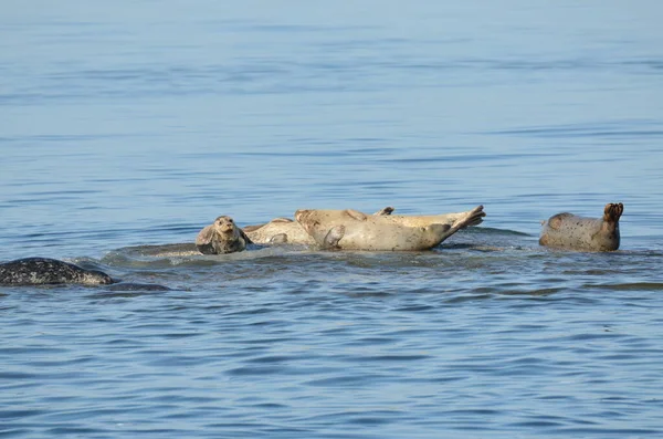 加拿大万古岛海岸外海面上的海狮 — 图库照片