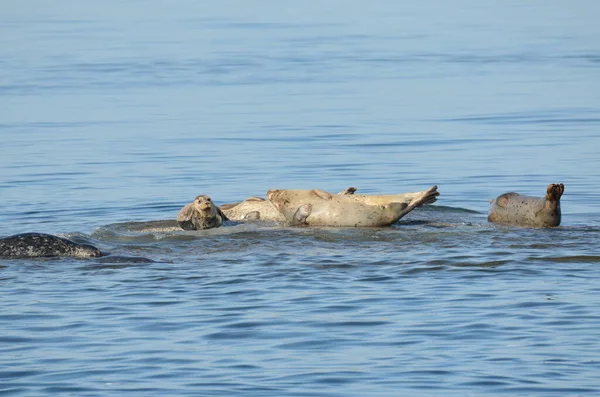 Sea Lions Sea Coast Vancouver Island Canada — Stock Photo, Image