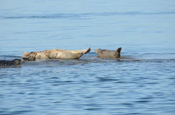 加拿大万古岛海岸外海面上的海狮 — 图库照片