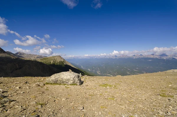 View Whistlers Mount Summer Jasper National Park Alberta Canada — Stock Photo, Image