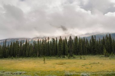 Kanada Alberta 'daki Icefield Parkway yolu boyunca manzara