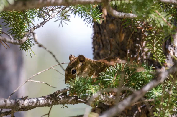 Eichhörnchen Auf Dem Whistlers Mount Jasper National Park Alberta Kanada — Stockfoto