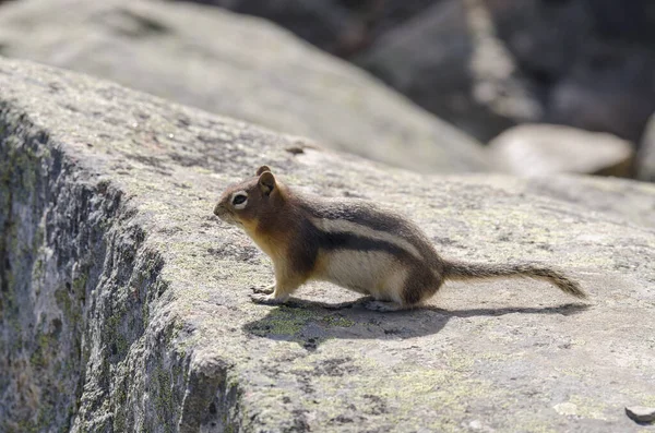 Squirrel Whistlers Mount Summer Jasper National Park Alberta Канада — стоковое фото