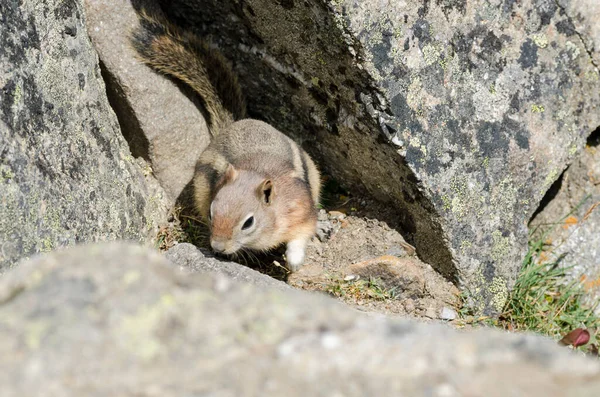 加拿大艾伯塔省贾斯珀国家公园 一只松鼠爬在惠斯勒山上 — 图库照片