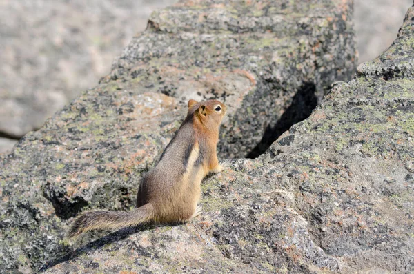 Squirrel Whistlers Mount Summer Jasper National Park Alberta Канада — стоковое фото