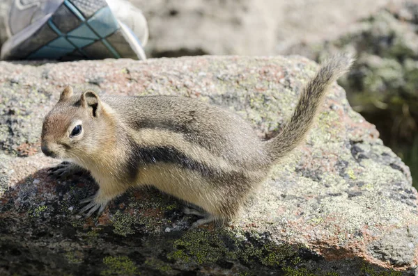 Eichhörnchen Auf Dem Whistlers Mount Jasper National Park Alberta Kanada — Stockfoto