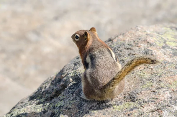 Eichhörnchen Auf Dem Whistlers Mount Jasper National Park Alberta Kanada — Stockfoto