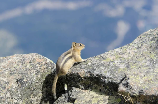 Squirrel Whistlers Mount Summer Jasper National Park Alberta Канада — стоковое фото