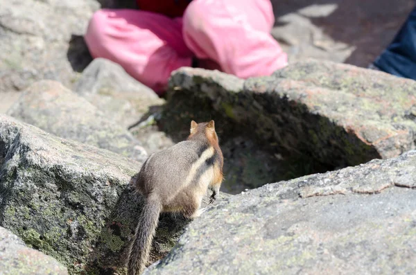 Squirrel Whistlers Mount Summer Jasper National Park Alberta Канада — стоковое фото