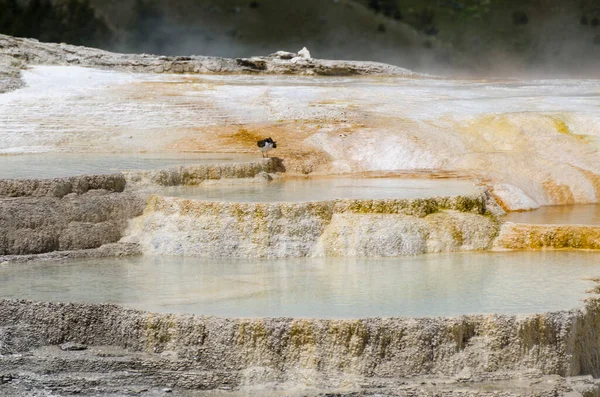 thermal springs and limestone formations at mammoth hot springs in Wyoming in America