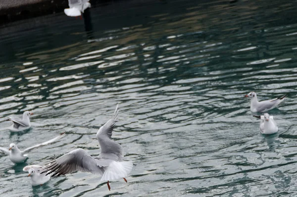 Gabbiani Nell Antico Porto Genova — Foto Stock