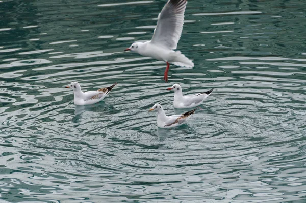 Gaviotas Antiguo Puerto Génova Italia — Foto de Stock