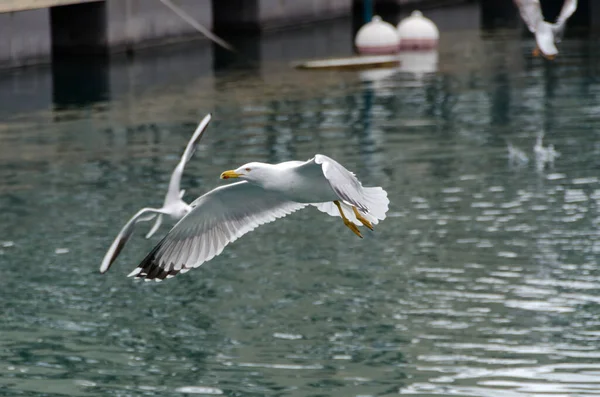 Mouettes Dans Port Antique Gênes Italie — Photo