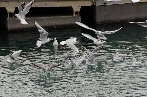 Mouettes Dans Port Antique Gênes Italie — Photo