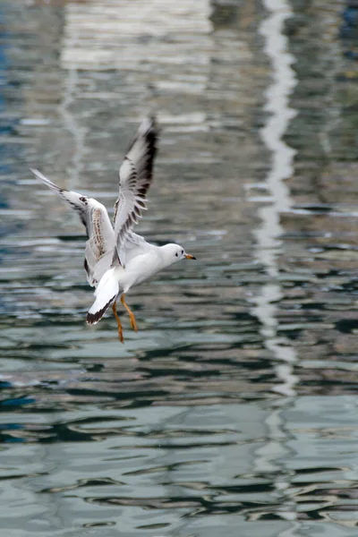 Mouettes Dans Port Antique Gênes Italie — Photo