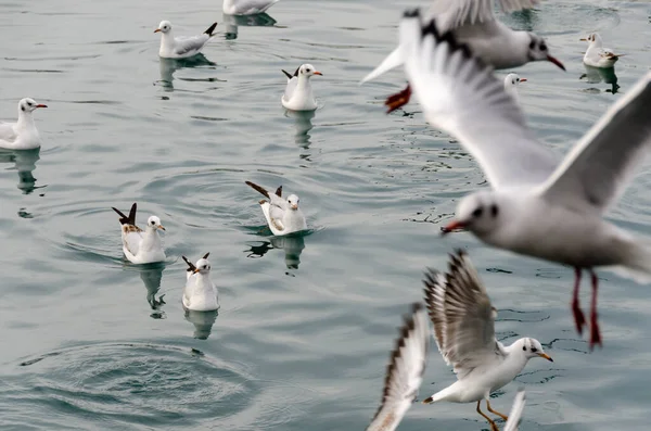 Gaviotas Antiguo Puerto Génova Italia — Foto de Stock