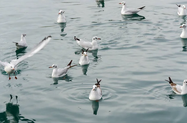 Mouettes Dans Port Antique Gênes Italie — Photo