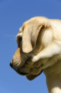 Tatlı renkli köpek yavrusu Golden Retriever 'ın yakın çekimi.