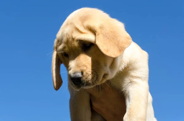 Close Filhote Cachorro Honeycolor Golden Retriever Chão — Fotografia de Stock