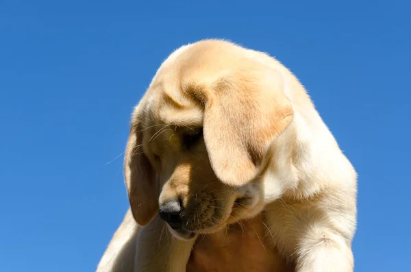 Primer Plano Cachorro Color Miel Golden Retriever Suelo — Foto de Stock