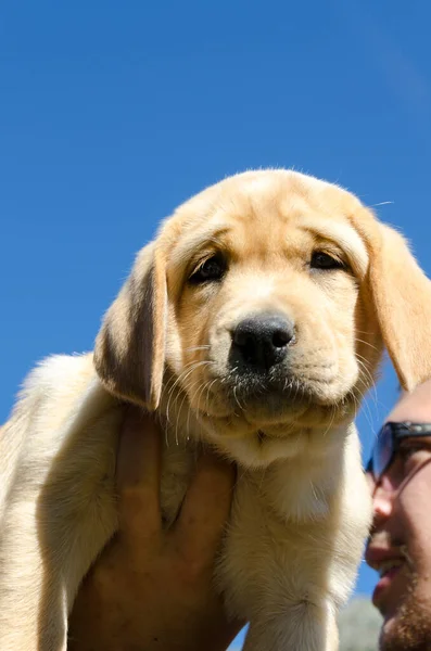 Primer Plano Cachorro Color Miel Golden Retriever Suelo — Foto de Stock
