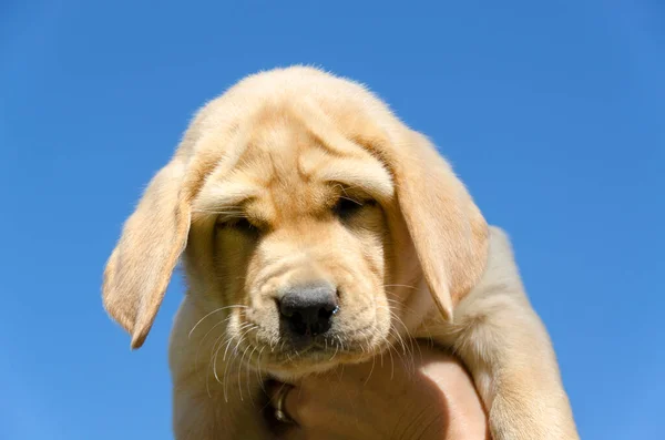 Tatlı Renkli Köpek Yavrusu Golden Retriever Yakın Çekimi — Stok fotoğraf