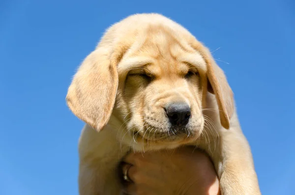 Gros Plan Miel Chiot Golden Retriever Sur Sol — Photo