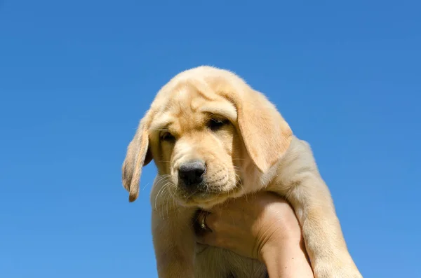 Gros Plan Miel Chiot Golden Retriever Sur Sol — Photo