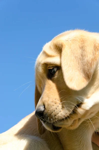 Primer Plano Cachorro Color Miel Golden Retriever Suelo —  Fotos de Stock