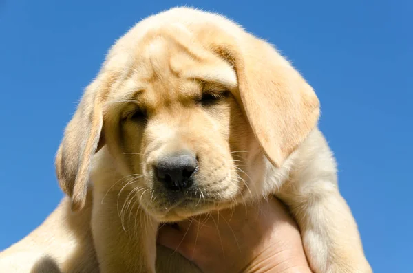 Tatlı Renkli Köpek Yavrusu Golden Retriever Yakın Çekimi — Stok fotoğraf