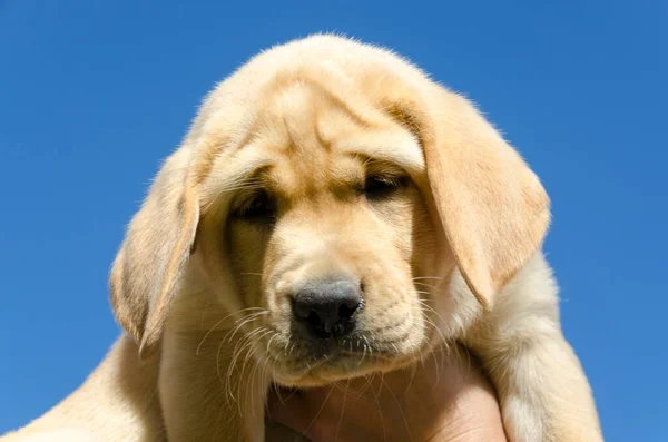 Primer Plano Cachorro Color Miel Golden Retriever Suelo — Foto de Stock