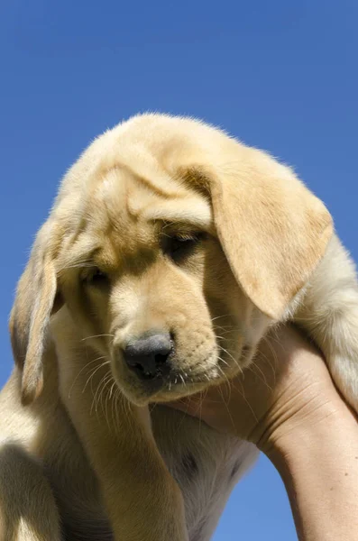 Close Filhote Cachorro Honeycolor Golden Retriever Chão — Fotografia de Stock