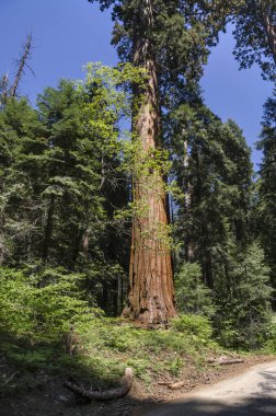 ABD 'nin Kaliforniya' daki Sequoia Ulusal Parkı 'ndaki manzara ve ağaçlar