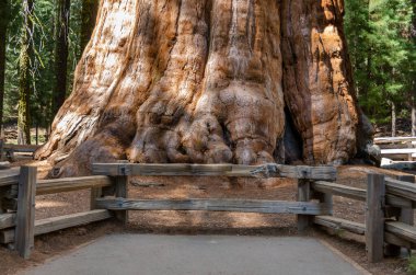 ABD 'nin Kaliforniya' daki Sequoia Ulusal Parkı 'ndaki manzara ve ağaçlar