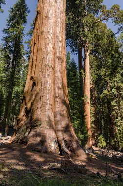 ABD 'nin Kaliforniya' daki Sequoia Ulusal Parkı 'ndaki manzara ve ağaçlar